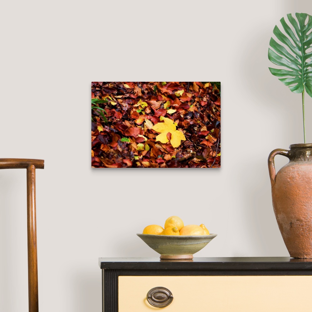 A traditional room featuring Photograph of a pile of Autumn leaves with a painted look finish.