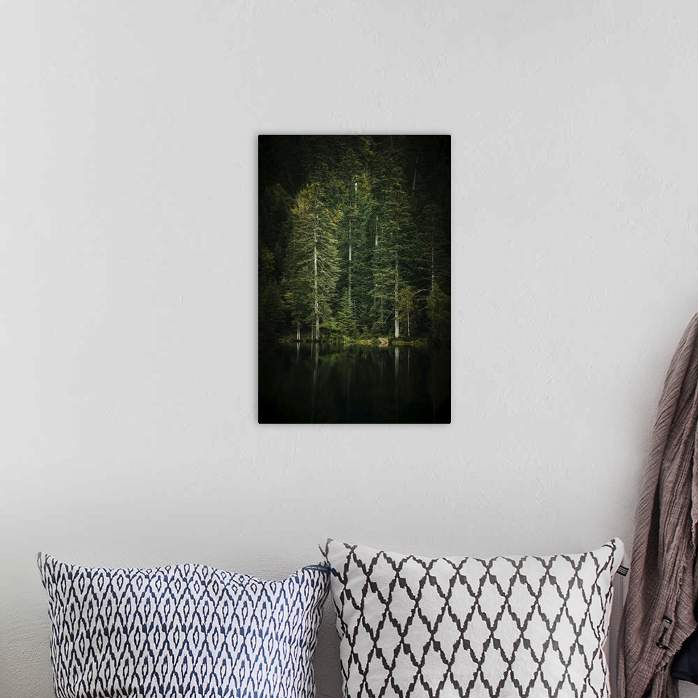 A bohemian room featuring Trees shrouded in dark.