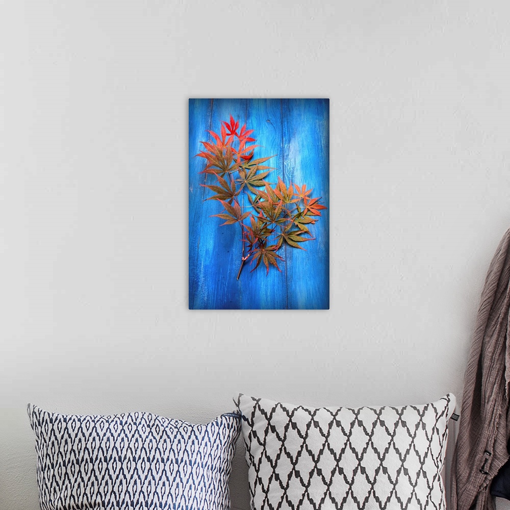 A bohemian room featuring Photograph of green and red Japanese maple leaves on bright blue piece of wood.