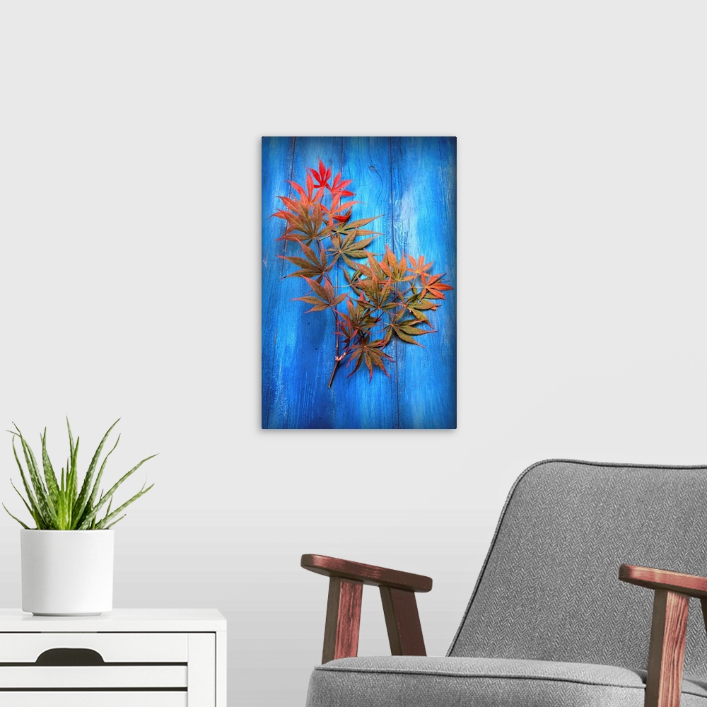 A modern room featuring Photograph of green and red Japanese maple leaves on bright blue piece of wood.