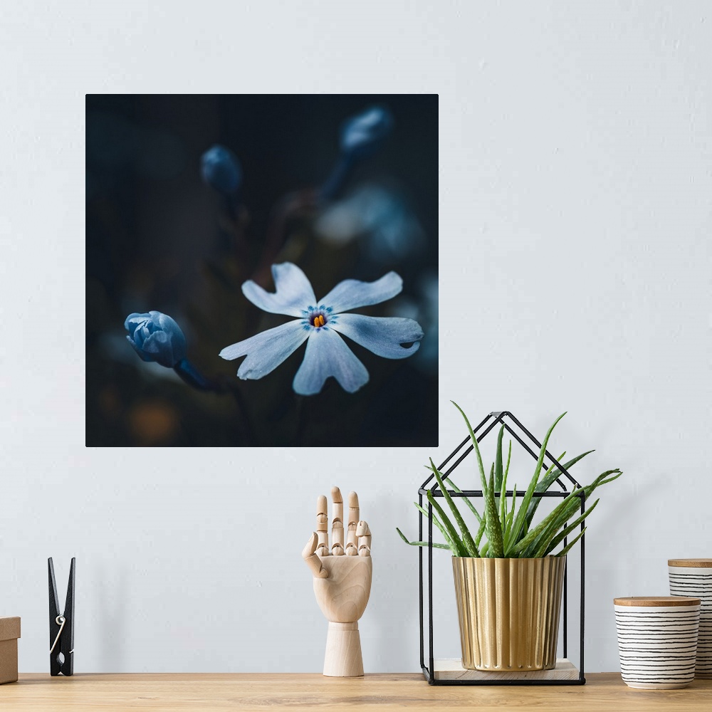 A bohemian room featuring Small white flower close up on dark background