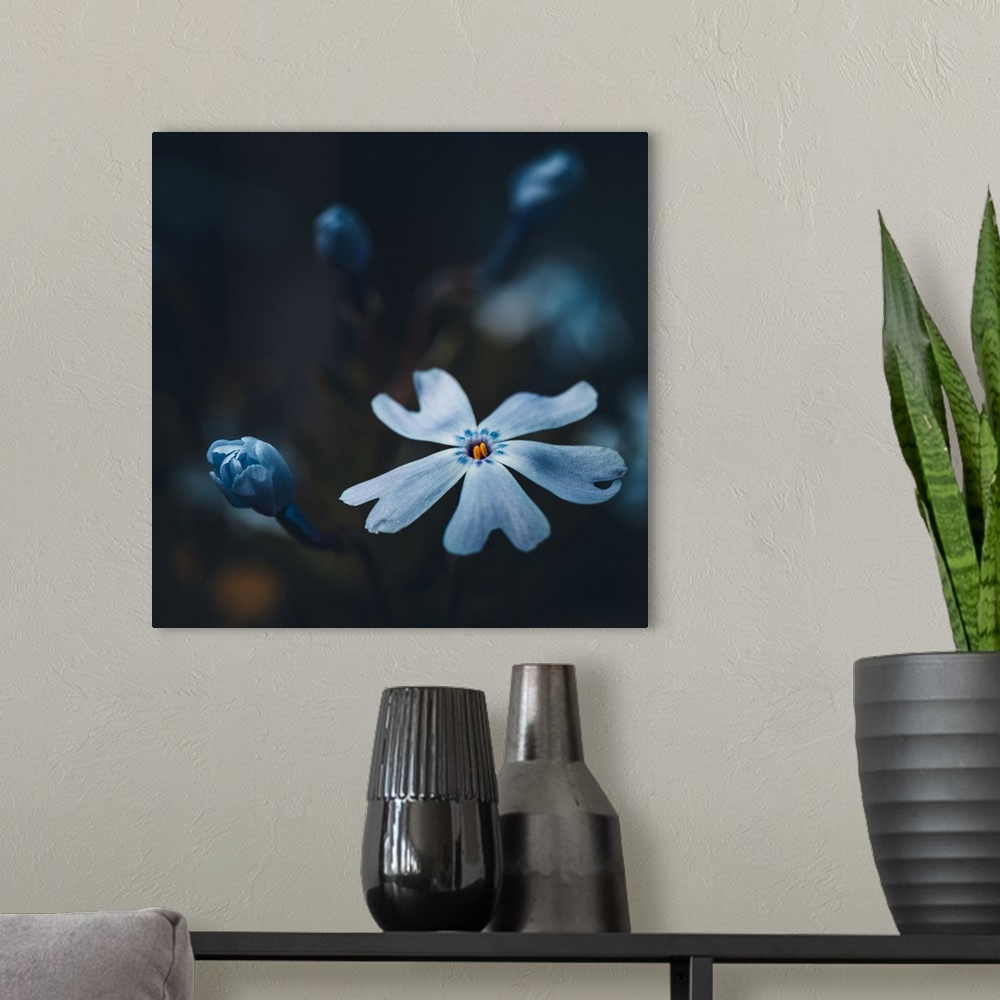 A modern room featuring Small white flower close up on dark background