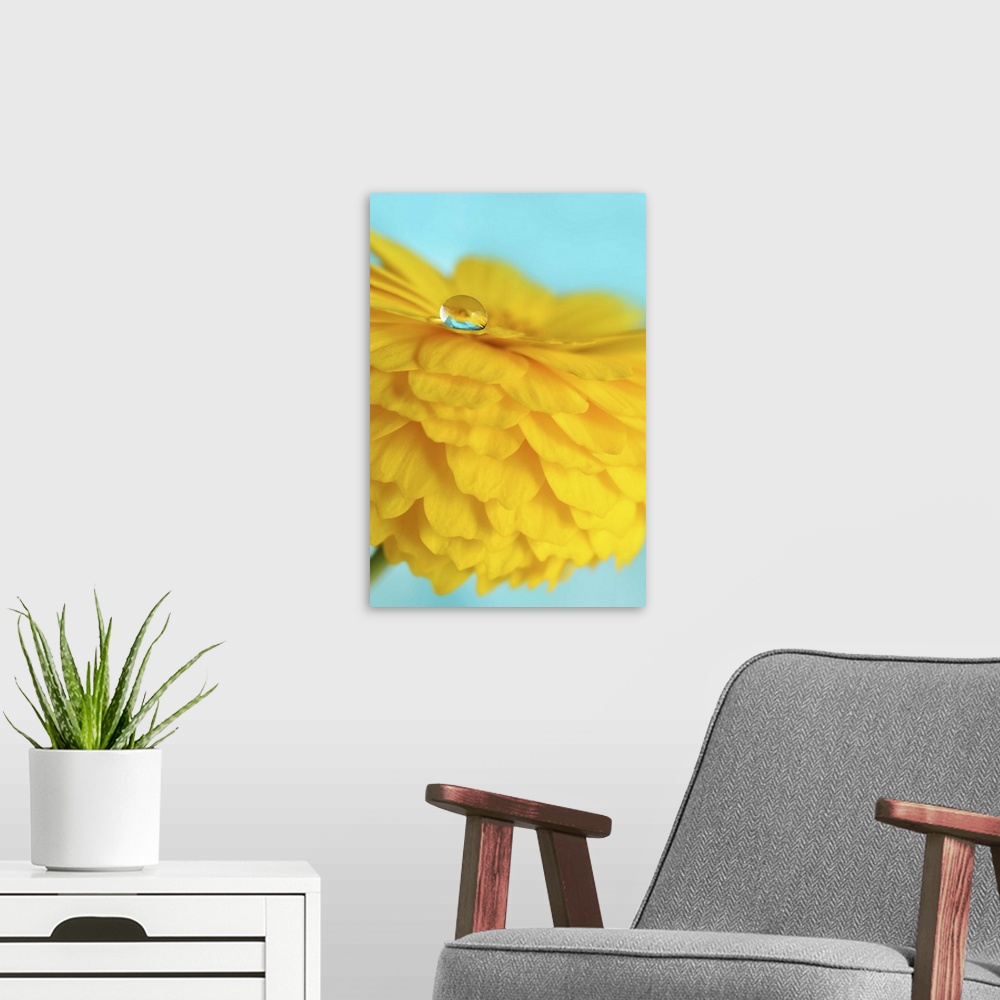 A modern room featuring A macro photograph of a water droplet sitting on the edge of a yellow flower petal.