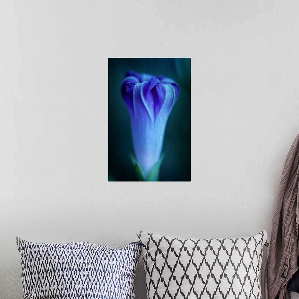 A bohemian room featuring Fine art photo of a single flower about to bloom, radiating soft light.