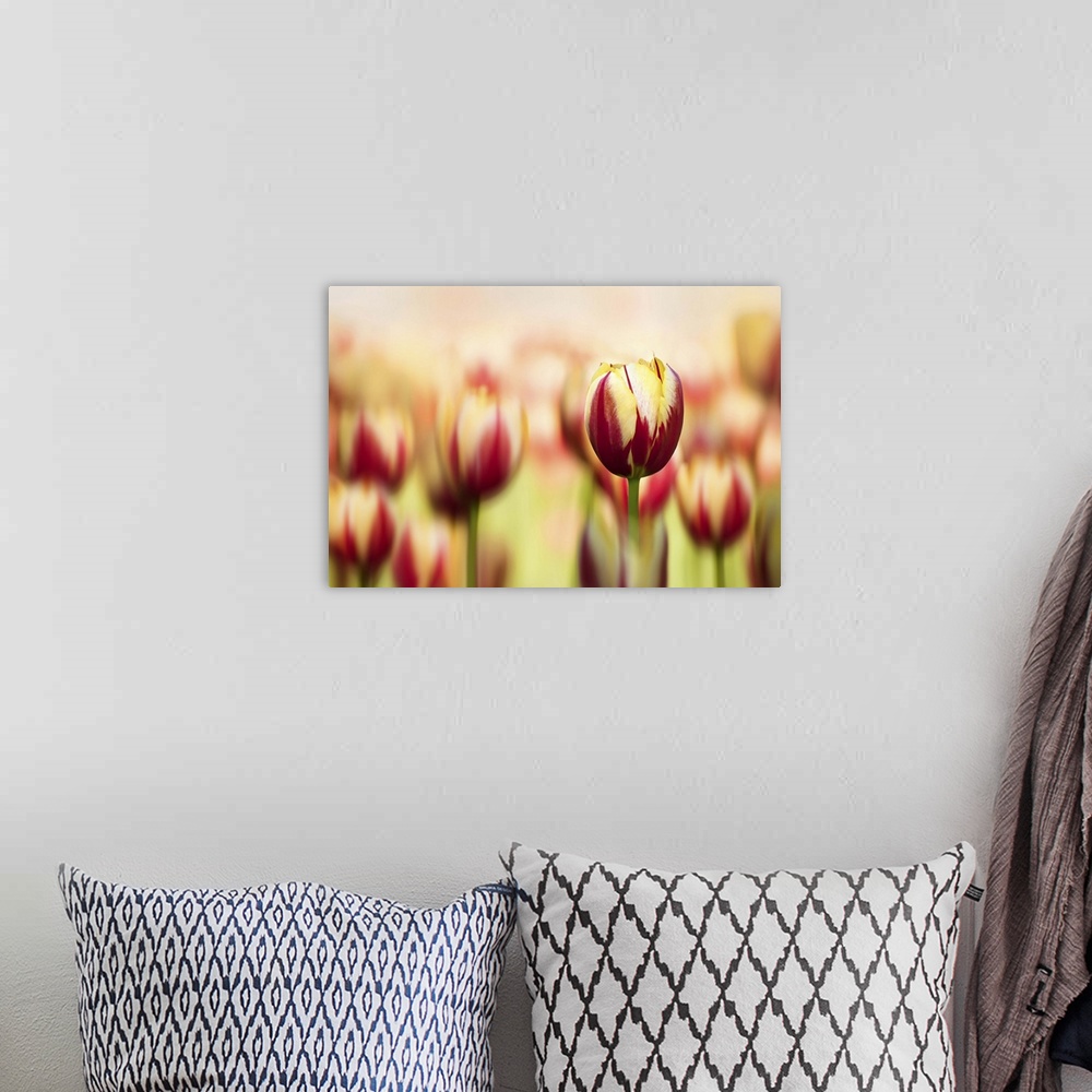 A bohemian room featuring A macro photograph of a field of red and yellow tulips with the focus being on one.