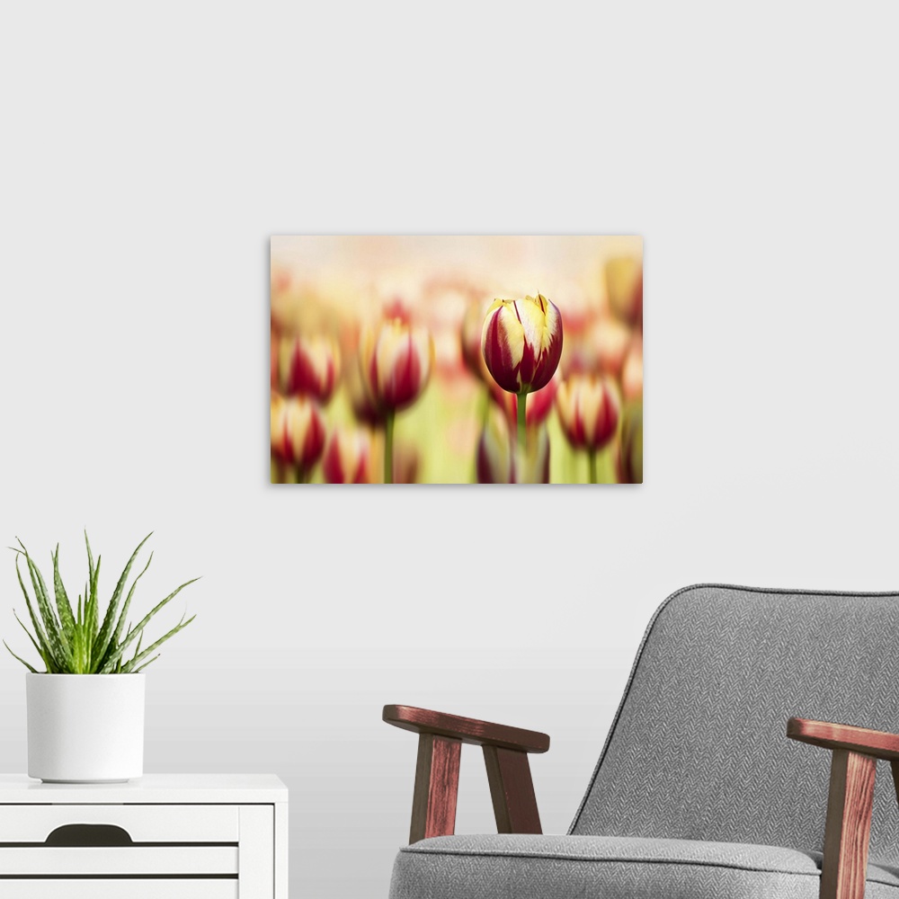 A modern room featuring A macro photograph of a field of red and yellow tulips with the focus being on one.