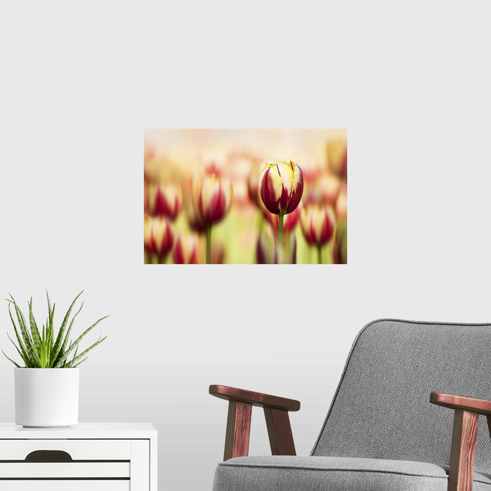 A modern room featuring A macro photograph of a field of red and yellow tulips with the focus being on one.