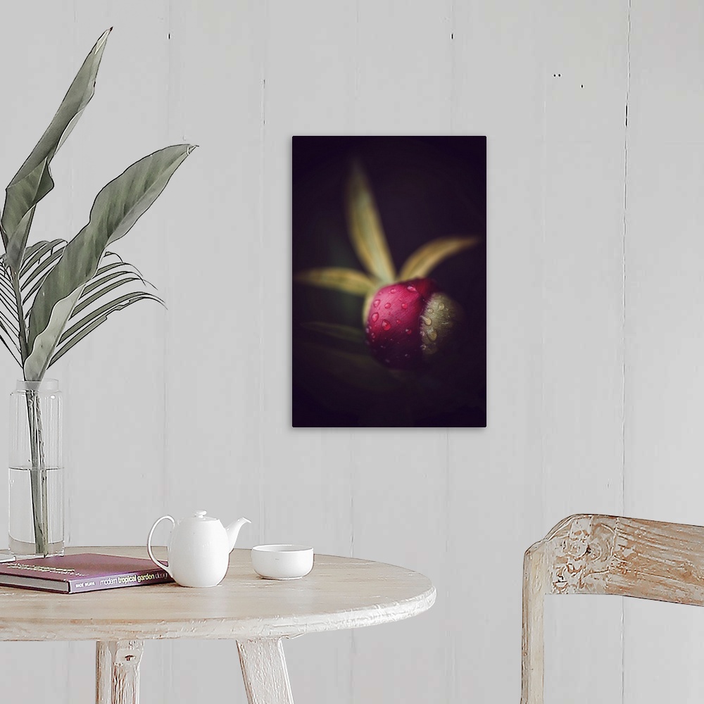 A farmhouse room featuring Peony bud on black background