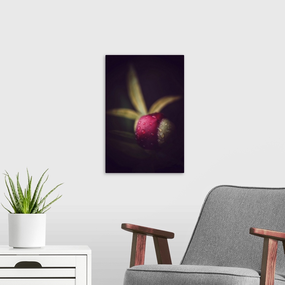 A modern room featuring Peony bud on black background