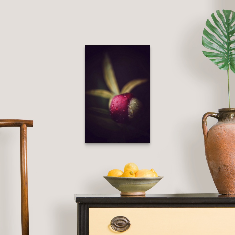 A traditional room featuring Peony bud on black background