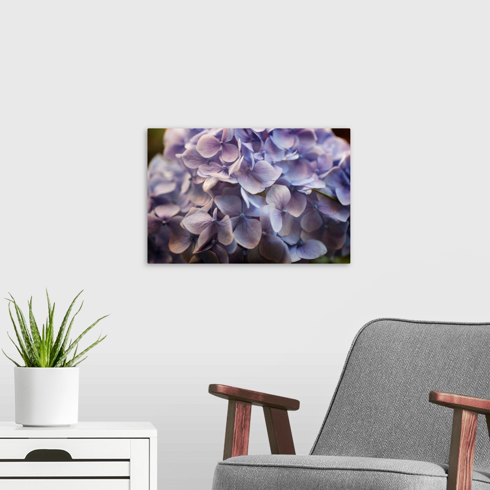 A modern room featuring Photograph of an extreme close-up of a pale soft purple flowers.