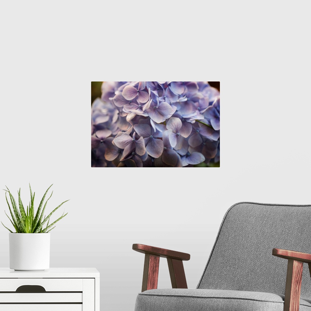 A modern room featuring Photograph of an extreme close-up of a pale soft purple flowers.