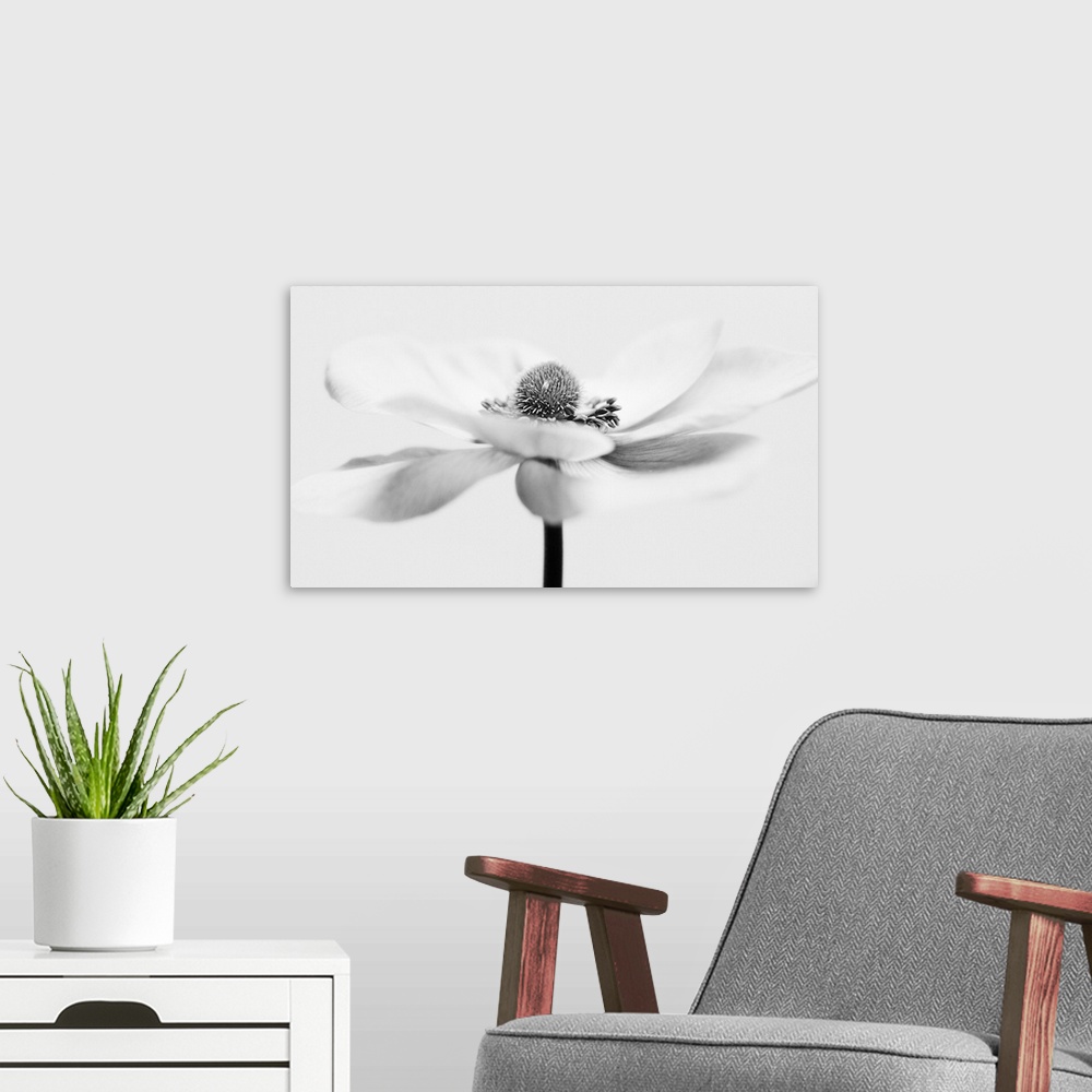 A modern room featuring A macro photograph of a water droplet sitting on a white flower.