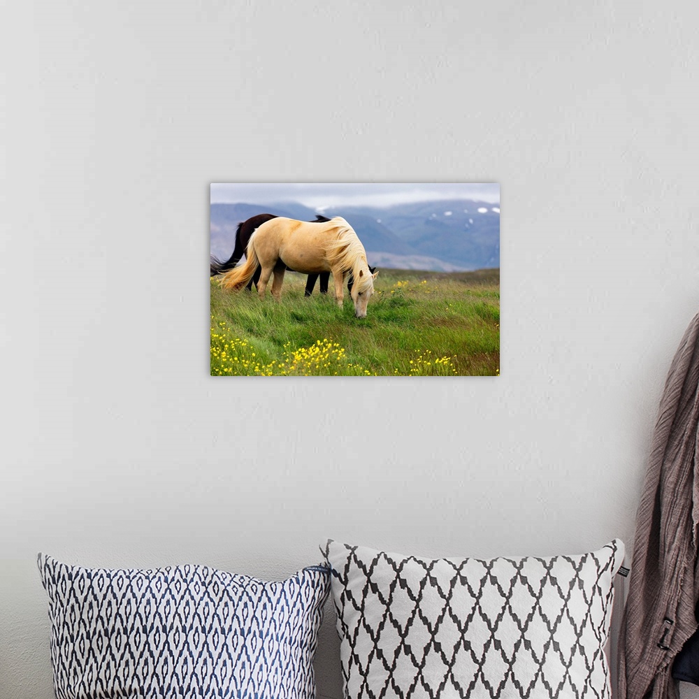 A bohemian room featuring Iclenadic Horses Grazing on a Meadow, Iceland