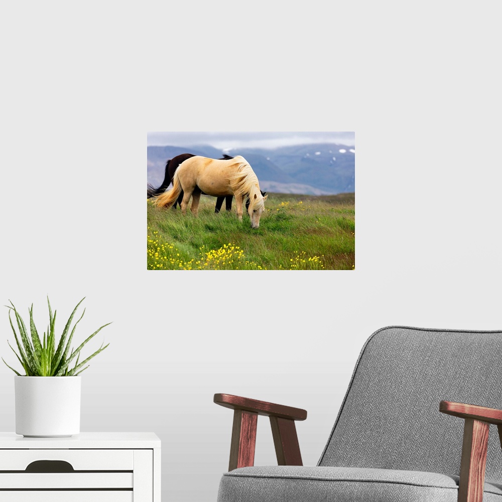 A modern room featuring Iclenadic Horses Grazing on a Meadow, Iceland