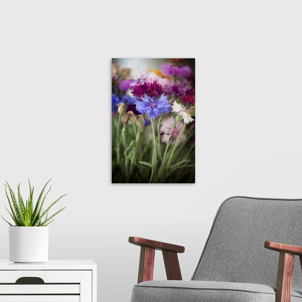 A modern room featuring Small colorful flowers in fields in spring