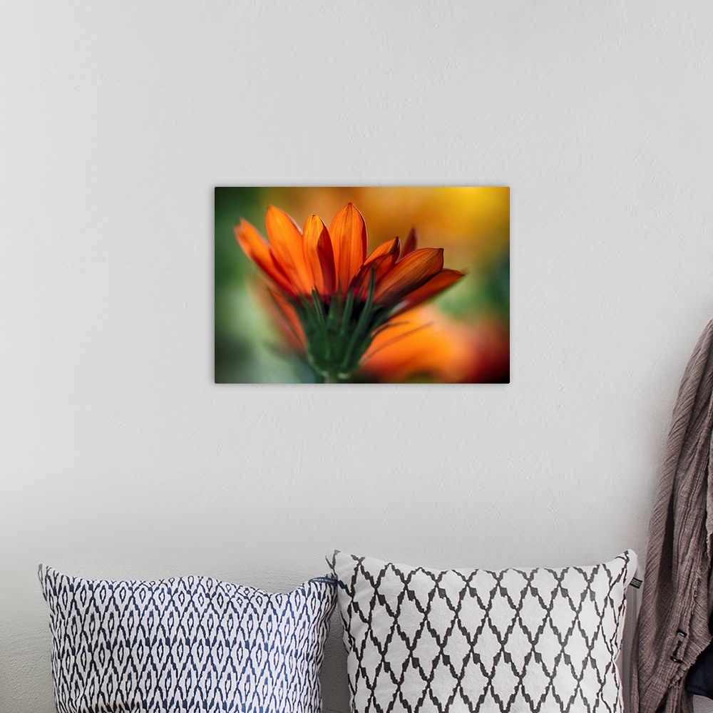 A bohemian room featuring Large, landscape, close up photograph of a side view of an vibrant daisy, blooming in the sunligh...