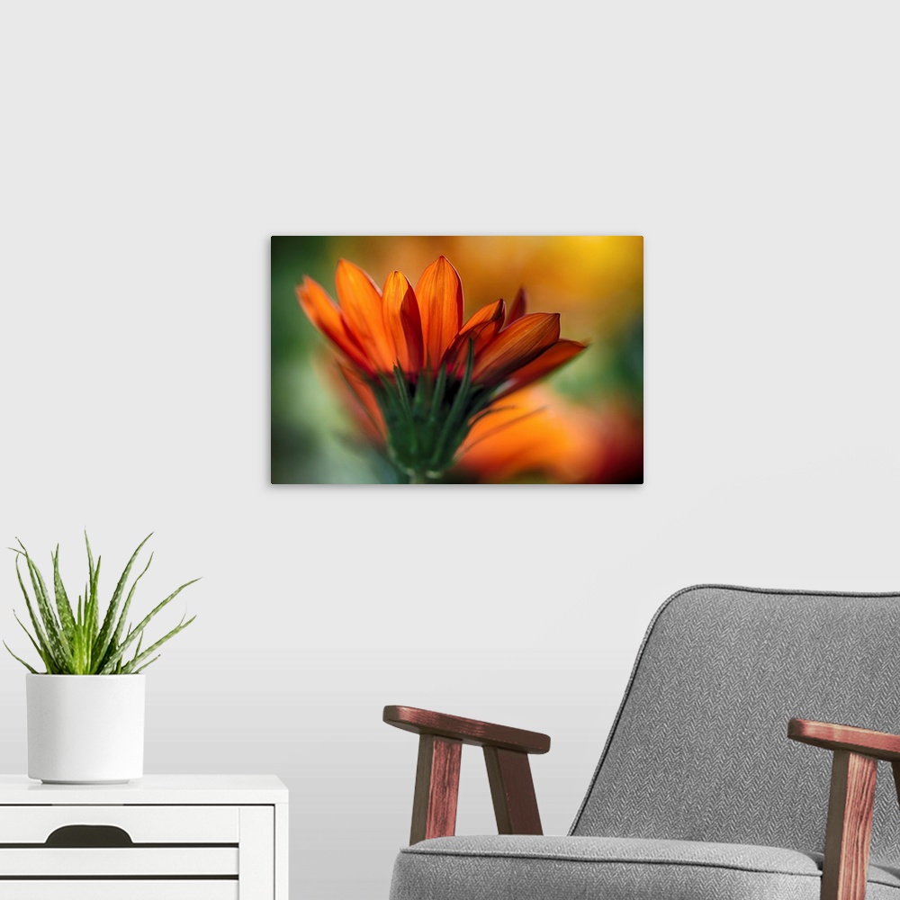 A modern room featuring Large, landscape, close up photograph of a side view of an vibrant daisy, blooming in the sunligh...