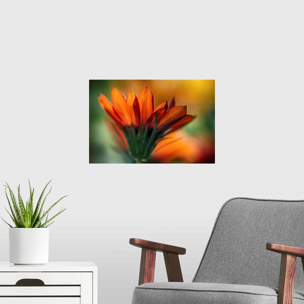 A modern room featuring Large, landscape, close up photograph of a side view of an vibrant daisy, blooming in the sunligh...