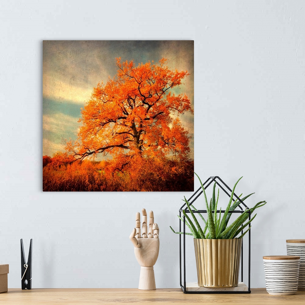 A bohemian room featuring Fine art photography of a lone brilliant order leaf tree standing in the high grass of a field.