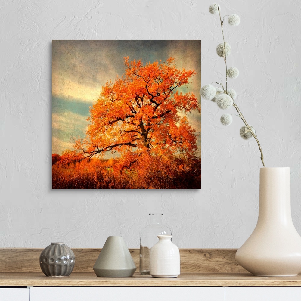 A farmhouse room featuring Fine art photography of a lone brilliant order leaf tree standing in the high grass of a field.