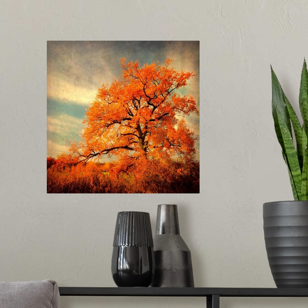 A modern room featuring Fine art photography of a lone brilliant order leaf tree standing in the high grass of a field.