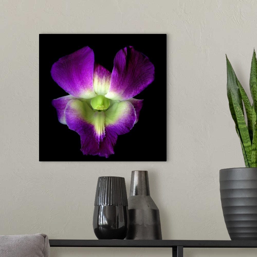 A modern room featuring Purple orchid.