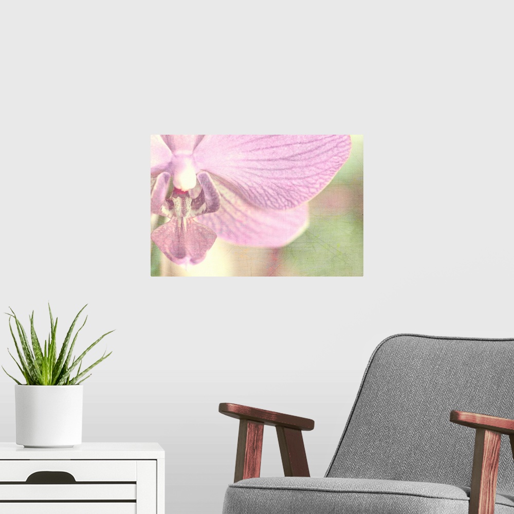 A modern room featuring Big, horizontal , fine art, close up photograph of a partial orchid on a soft focus background.  ...