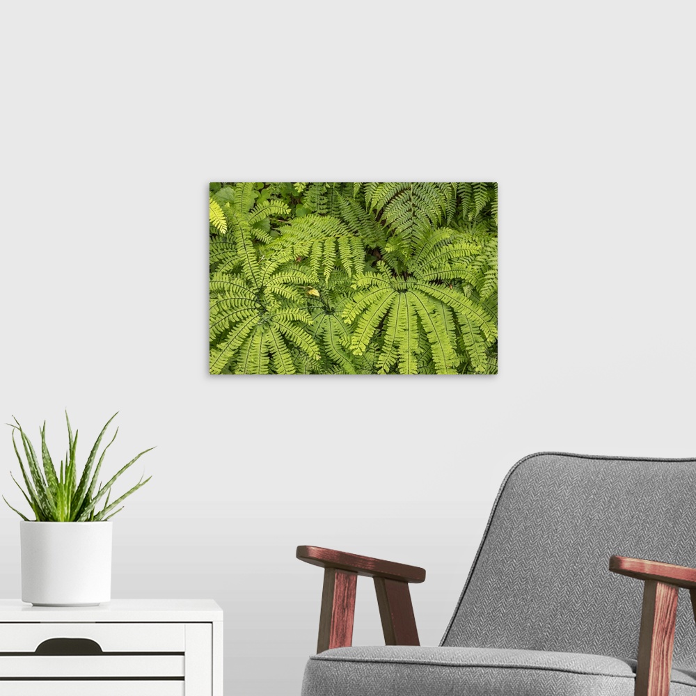 A modern room featuring Maidenhair fern (genus Adiantum), Columbia River Gorge, Oregon, USA.