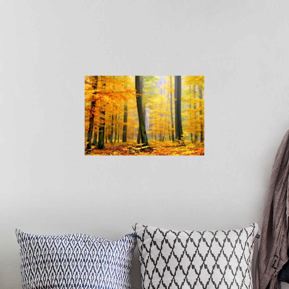 A bohemian room featuring Soft focus fine art photograph of a forest with tall trees covered in Fall colored bright yellow ...