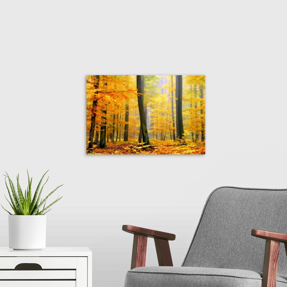 A modern room featuring Soft focus fine art photograph of a forest with tall trees covered in Fall colored bright yellow ...