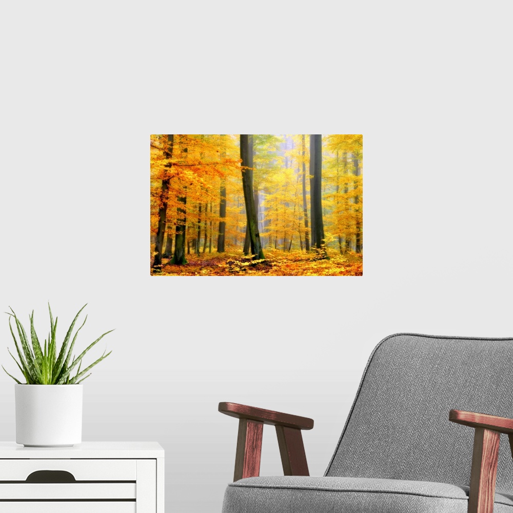 A modern room featuring Soft focus fine art photograph of a forest with tall trees covered in Fall colored bright yellow ...