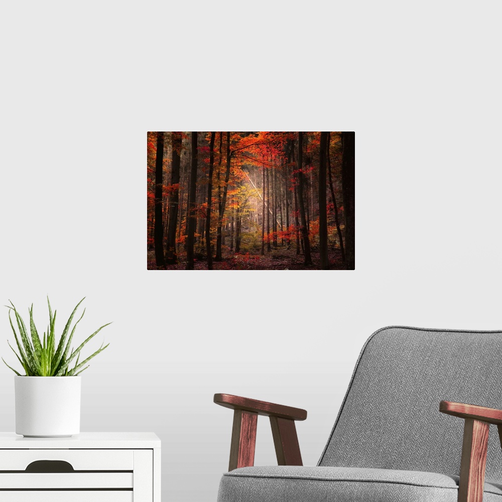 A modern room featuring A large piece of a mostly dark forest during autumn. A spot of light is shining through the top o...