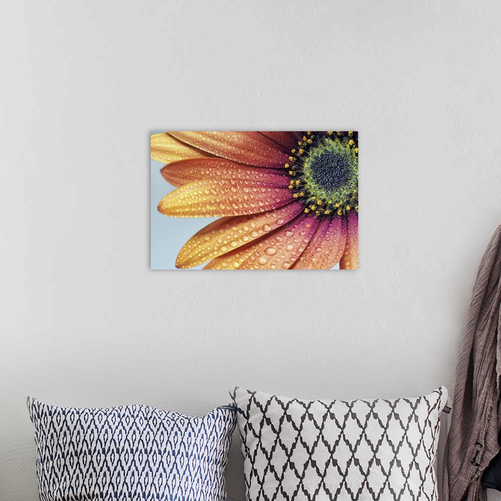 A bohemian room featuring Close-up of an African daisy with water drops.