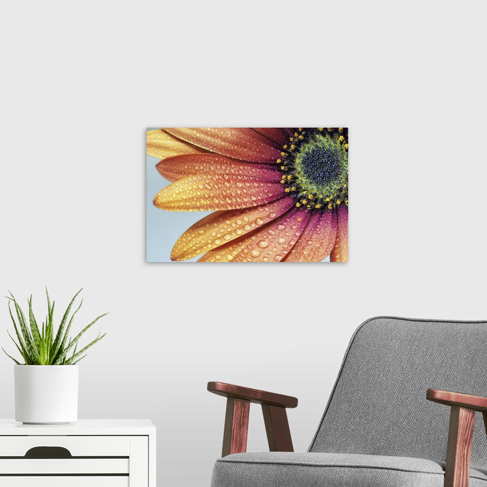 A modern room featuring Close-up of an African daisy with water drops.