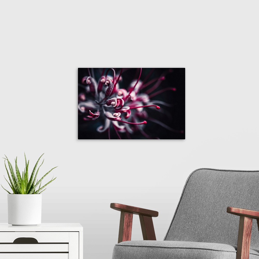 A modern room featuring Red pistils of a flower close up
