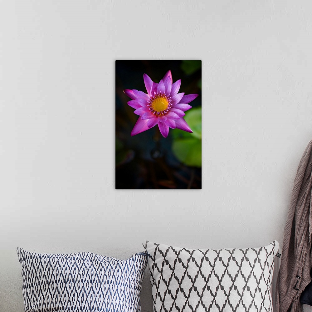 A bohemian room featuring An open water lily flower