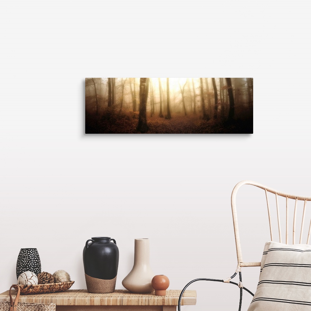 A farmhouse room featuring A misty and ethereal forest of young, thin trees glows in the morning light. This panoramic photo...