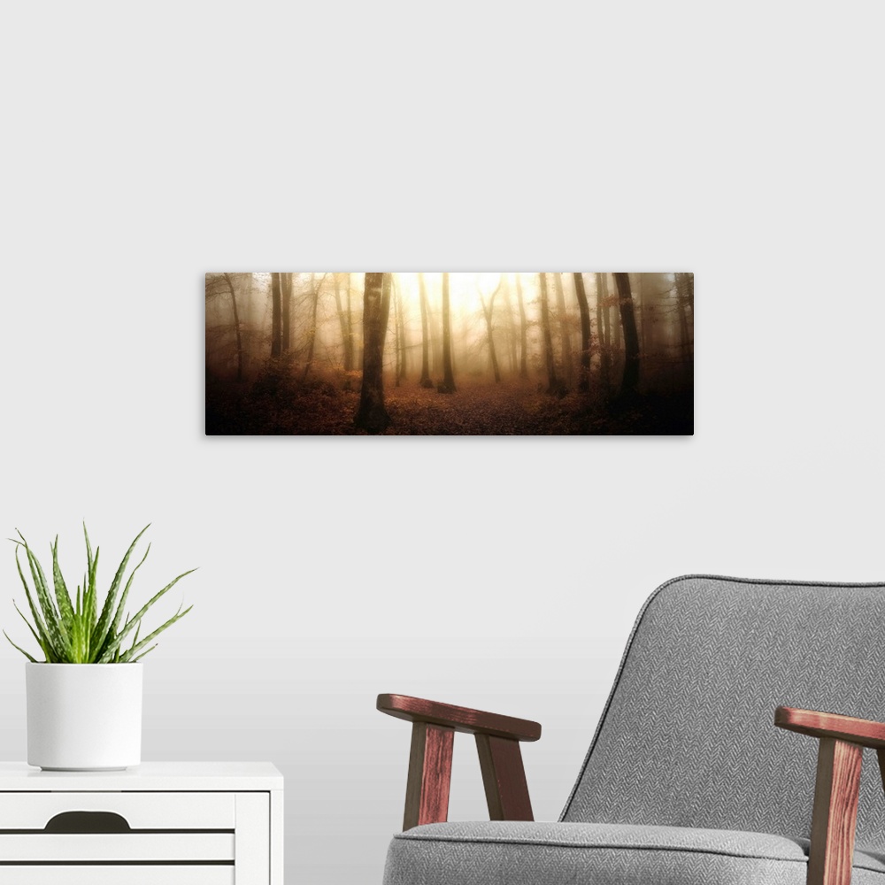 A modern room featuring A misty and ethereal forest of young, thin trees glows in the morning light. This panoramic photo...