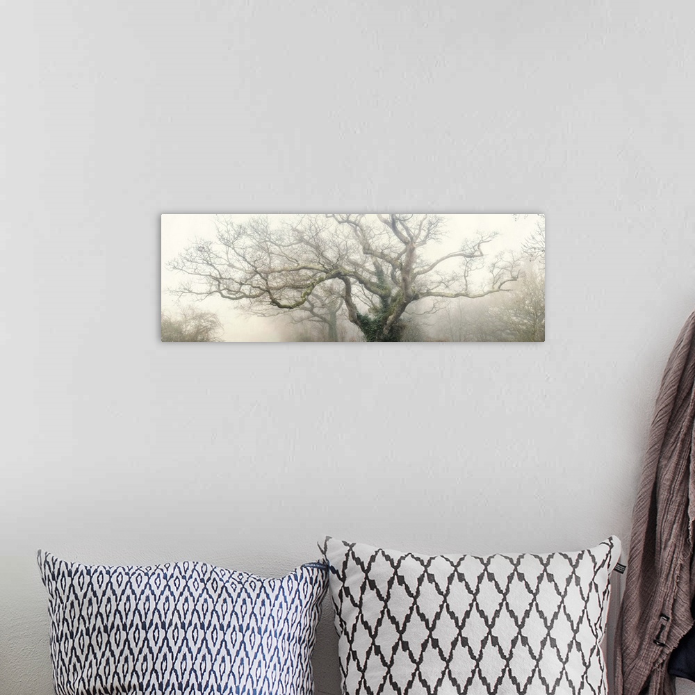 A bohemian room featuring Panoramic photograph of the top of a tree with large, thick branches coming out in every directio...