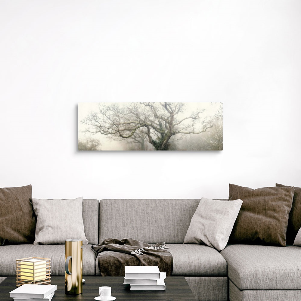 A traditional room featuring Panoramic photograph of the top of a tree with large, thick branches coming out in every directio...