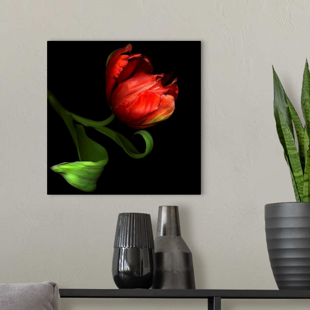 A modern room featuring Parrot Tulip
