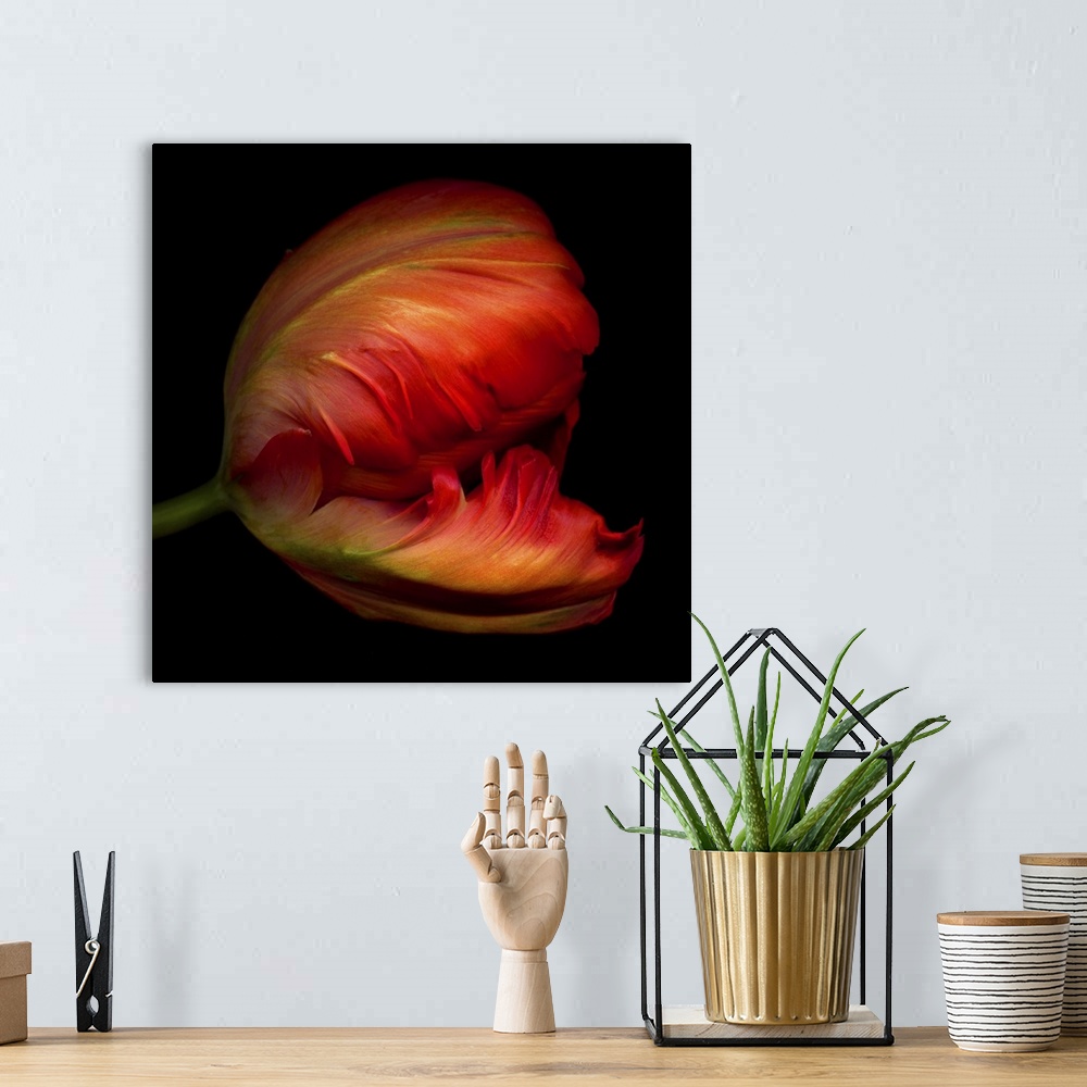 A bohemian room featuring Close-up side view of an exotic red parrot tulip.