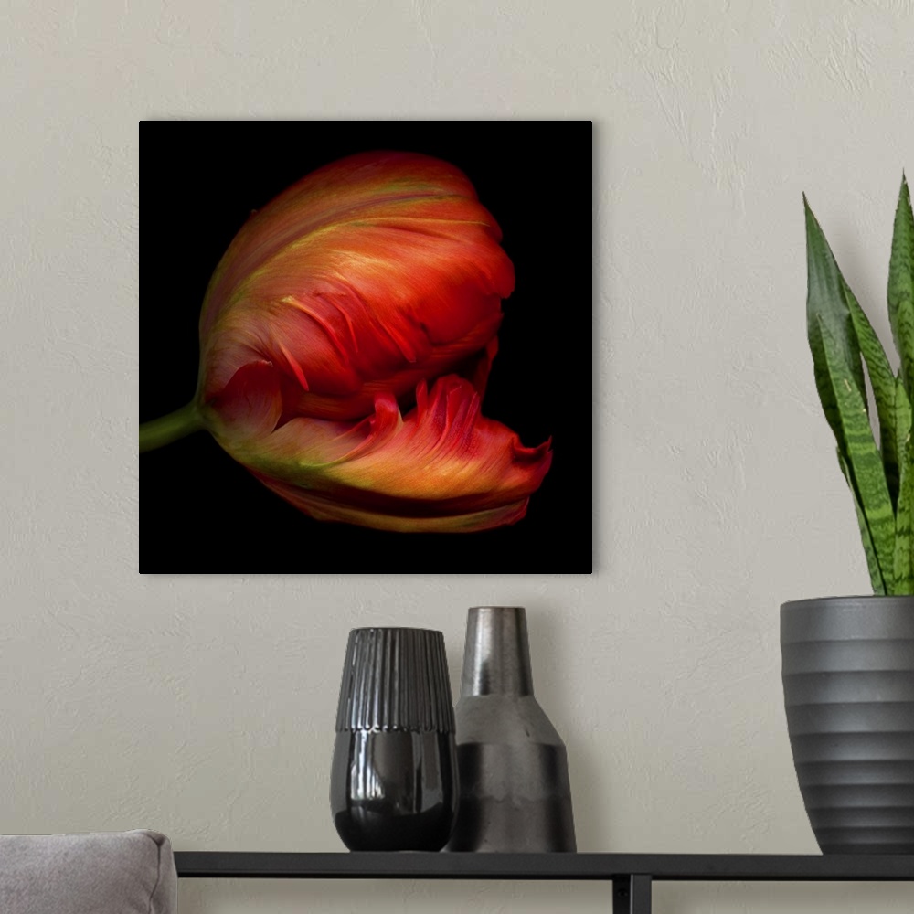 A modern room featuring Close-up side view of an exotic red parrot tulip.