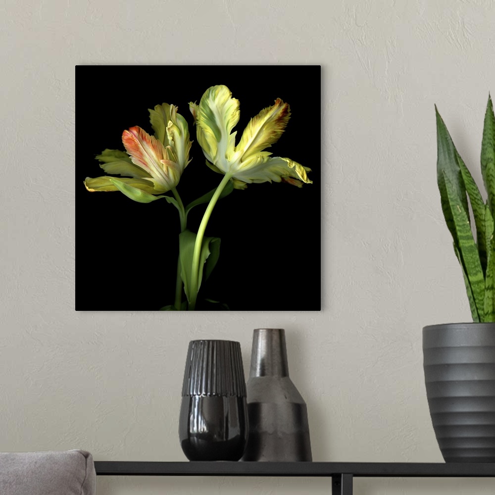A modern room featuring Dramatic parrot tulips