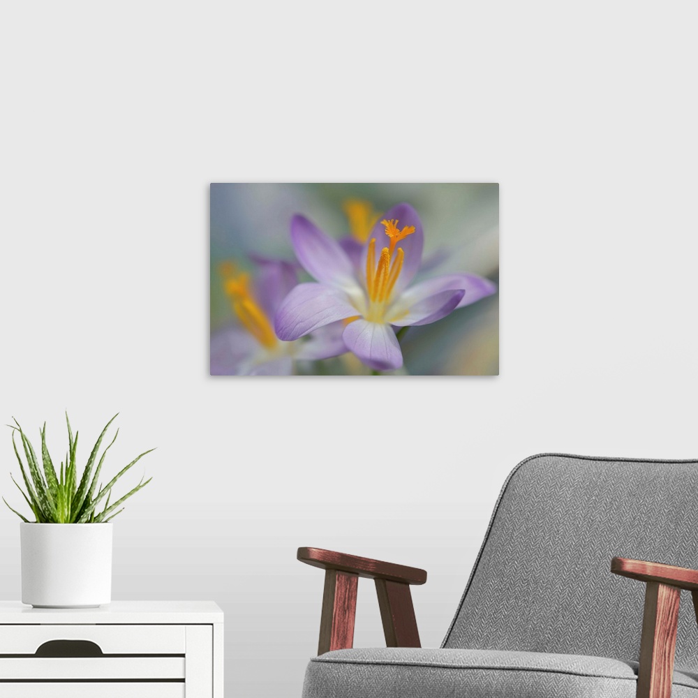 A modern room featuring Closeup photograph of a purple crocus with a shallow depth of field.