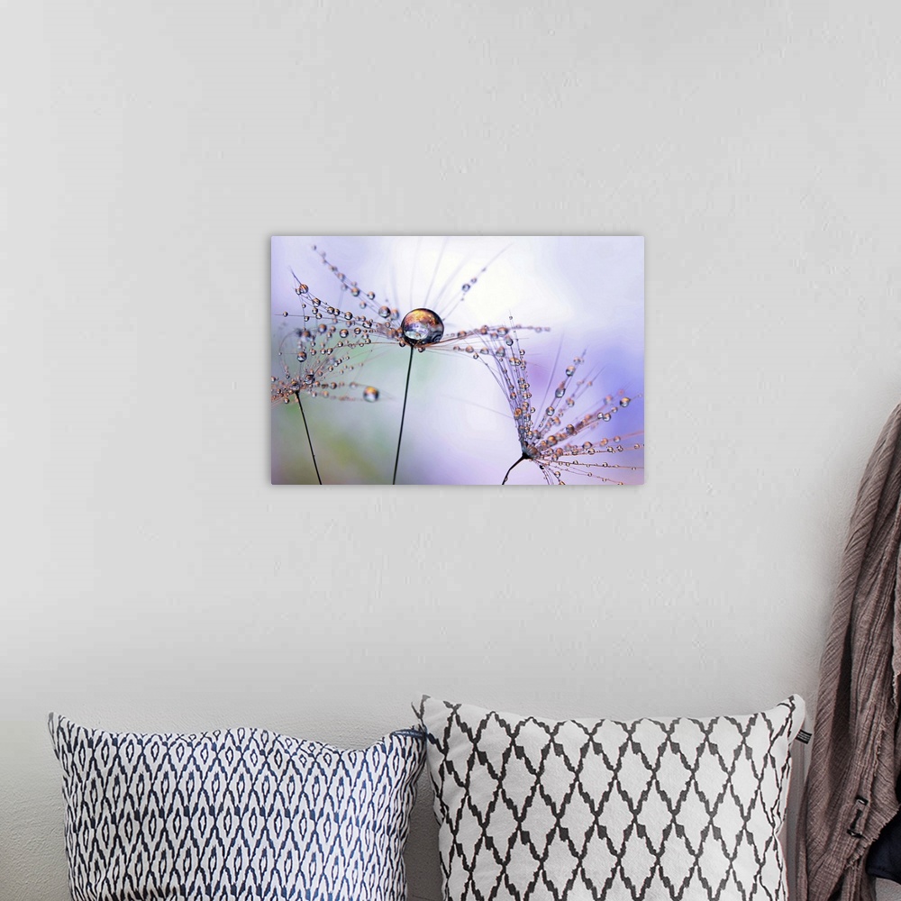 A bohemian room featuring A macro photograph of a water droplet sitting atop a seed head.