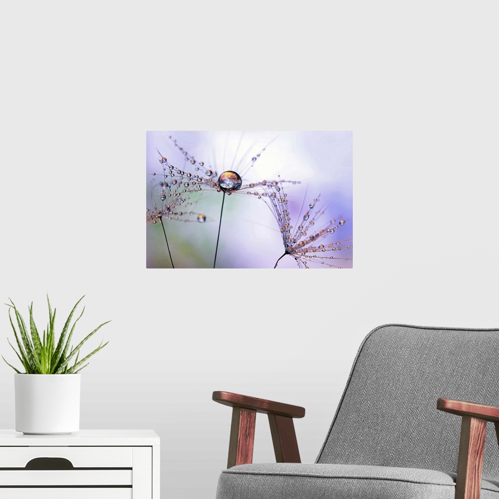 A modern room featuring A macro photograph of a water droplet sitting atop a seed head.