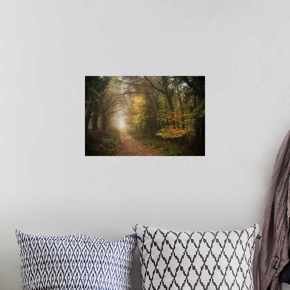 A bohemian room featuring Foggy path in a dense forest in fall colors.
