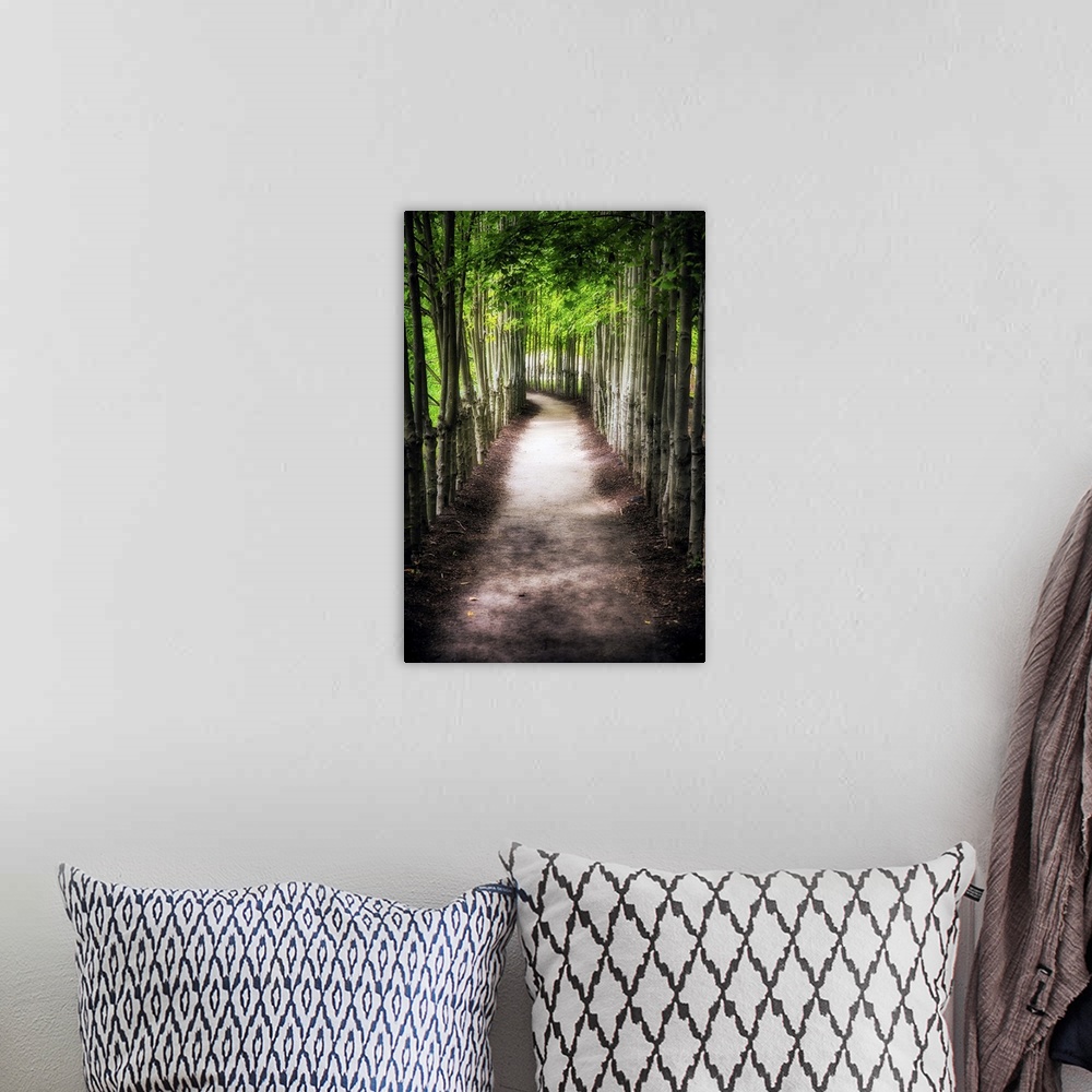 A bohemian room featuring A photograph of a path lined with tall thin trees.